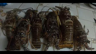 Key Lime Lobster roasting. The BEST way to cook your fresh caught spiny lobster.