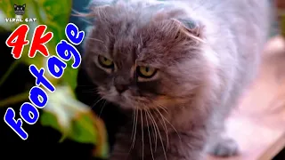 4K Quality Animal Footage - Cats and Kittens Beautiful Scenes Episode 26 | Viral Cat