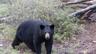 Monster Black Bear with Bow