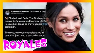 👑Camilla copie Meghan Markle et partage d'adorables photos de chiens de sauvetage pour ravir les