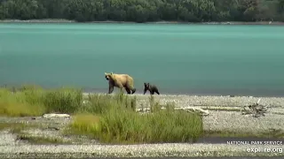 435 Holly returns to Brooks River with a COY 6/26/2020