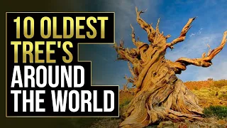 Top 10 Oldest Tree's Around The World 2023
