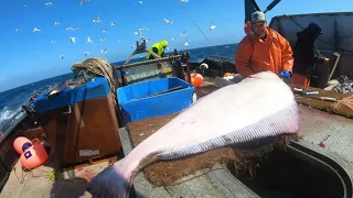 Alaska Commercial Halibut Fishing - 7+ Ft Giant Halibut!