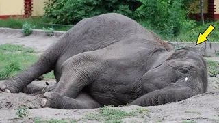 The elephant cried throughout the zoo until she saw a familiar silhouette!