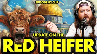 Update On The Red Heifer Sacrifice In Israel | Ninjas Are Butterflies