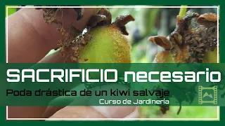 Poda de 🔥 SACRIFICIO o de renovación 🌿 del KIWI 🥝 [v 68] Curso básico de Jardinería 2021 | LdN