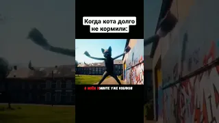 пов:когда долго не кормили кота