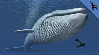 Why Are Whales So Big?