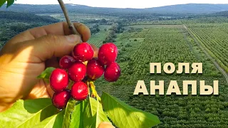 Фруктовые поля Анапы.