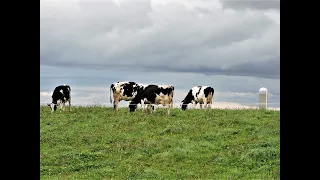 La semaine verte | Vaches aux pâturages