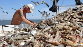 Amazing commercial shrimp fishing on the sea - Lots of shrimp are caught on the boat #03