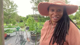 Pruning tomato and pepper plants; Harvesting lettuce and carrots 🌱🥬🥕