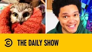 Tiny Owl Found Hiding In New York Christmas Tree | The Daily Show With Trevor Noah
