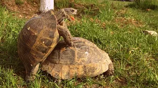 Turtle pairing. Funny sounds