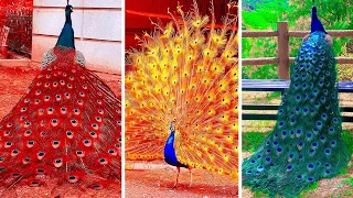 Peacock In The Wind, Beautiful, Colourful, Natural Peacocks Video #05 , Beauty of peacocks #nature
