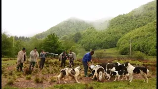 La stâna lui Gherghel Valer de sub Arșiță | 17 câini ciobănești | Maramureș - video 2020