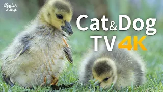 Cat and Dog TV 😺🐶📺 Newborn baby geese and mom 🐣 Babies are covered with soft feathers 🐥 (4K UHD)