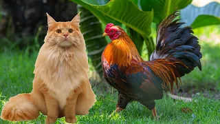 😂The little lion takes the hen on an adventure!Wonderful cartoon.Funny cat.adorable animal video