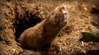 Обыкновенная слепушонка|Common mole vole