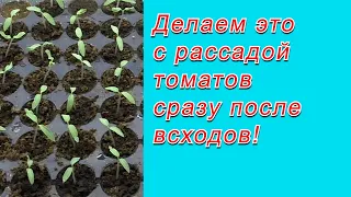 Сделайте так с томатами сразу после всходов- потом будет уже поздно!