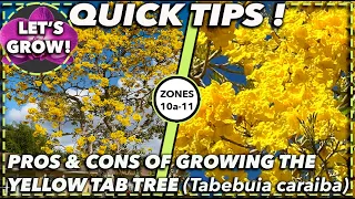 EXPERT ADVICE ON HOW TO BEST GROW AND CARE FOR THE YELLOW TAB:  Tabebuia Caraiba
