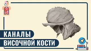 КАНАЛЫ ВИСОЧНОЙ КОСТИ | #каналыканалы височной кости