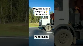 ОГРОМНЫЙ медведь вышел на трассу.Беларусь.