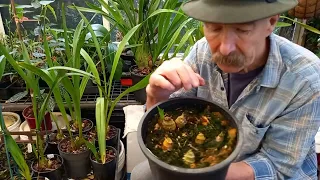 Deciding When to Divide/Repot Cymbidium Orchids ? After Flowering !