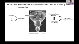Dr. Vikas Bhandawat: Sensorimotor Transformation in the Olfactory System