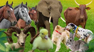 Baby farm animal moments: horse, elephant, chicken, Cow, Sheep, dog & Cat - Animals Video