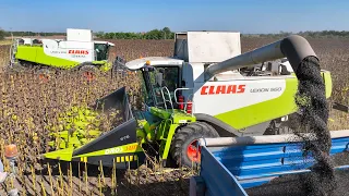 Napraforgó aratás 2023 🌻 2x Claas Lexion 560 & 570 | Munkában a Szalki Betyárok | Sunflower Harvest