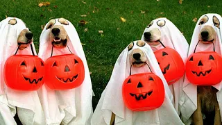 Dogs Wearing Their Best Halloween Costumes🎃   #shorts