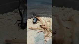 Camel Spider vs cricket part 1