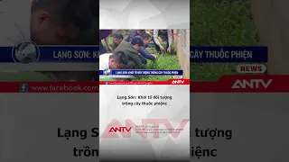 Khởi tố đối tượng trồng hàng ngàn cây thuốc phiện ở Lạng Sơn | ANTV #shorts