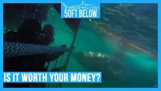 White Shark Cage Diving | Worth It? | Travel Review