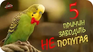 5 причин не заводить попугая