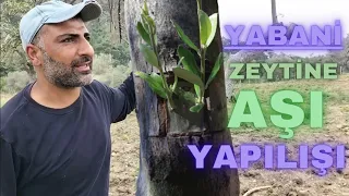 Zeytinde Göz Aşı Nasıl Yapılır? #aşı #gözaşısı #zeytin #budama #olive