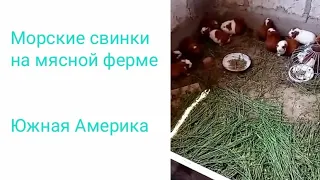 Морские свинки в Южной Америке. Мясная ферма.