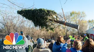 Watch: Crews Cut Down Tree For 30 Rockefeller Plaza This Christmas