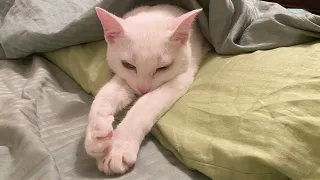 Cat Puts Self to Sleep in Big Bed 🥰