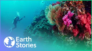 How Humans Are Destroying The Last Coral Reefs | The Coral Reefs Are Dying | Earth Stories