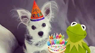 Kermit receives a very special Happy Birthday wish from Kermit the Frog!