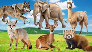 Lovely Animal Sounds Around Us: Red Panda, Alpaca, Fennec Fox, Swan, Husky - Familiar Animals