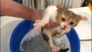 We bathe the kitten with shampoo and get rid of fleas.