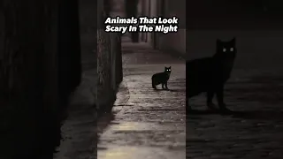 Animals That Look Scary In The Night #shorts