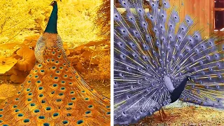 Peacock In The Wind, Beautiful, Colourful, Natural Peacocks Video #12 , Beauty of peacocks #nature