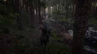 Horse walk in forest