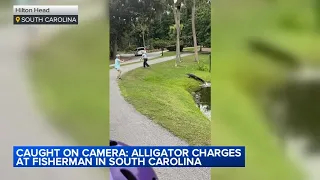 Alligator charges at fisherman