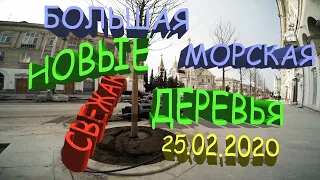 НОВЫЕ ДЕРЕВЬЯ НА БОЛЬШОЙ МОРСКОЙ // СЕВАСТОПОЛЬ 25 ФЕВРАЛЯ 2020