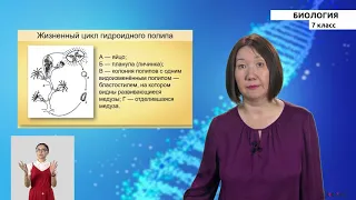 7 класс - РУ - Биология - №3 - Подцарство многоклеточные животные. Тип кишечнополостные